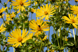 Agroecological assessment of the cup plant (Silphium perfoliatum L.)