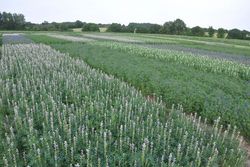 Peas, lupins and partners in field trials
