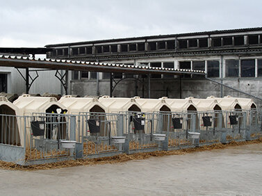 Kälber stehen in kleinen Hütten mit einer kleinen Stroh ausgelegten eingezäunten Terrasse