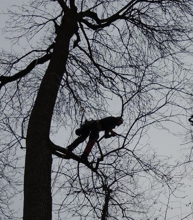 Diese Abbildung zeigt von unten in die Krone eines großen Baums in vegetationsruhe. Ein Mensch steht in dieser Krone und ist durch Kletterseile gesichert. Diese Person ist dabei mit einer Klappsäge einen kleinen Ast abzusägen. 