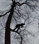 Diese Abbildung zeigt von unten in die Krone eines großen Baums in vegetationsruhe. Ein Mensch steht in dieser Krone und ist durch Kletterseile gesichert. Diese Person ist dabei mit einer Klappsäge einen kleinen Ast abzusägen. 