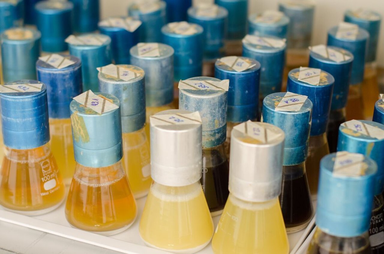 Biotechnisch erzeugte D-Milchsäure