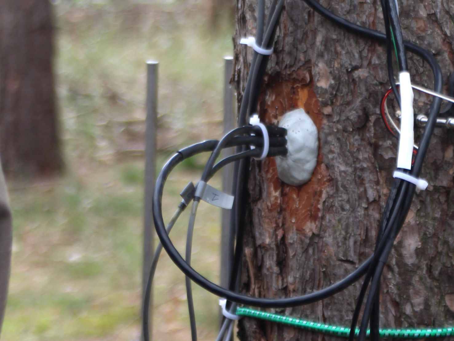 Mit Hilfe der Sensoren wird der Wasserfluss im Baum gemessen