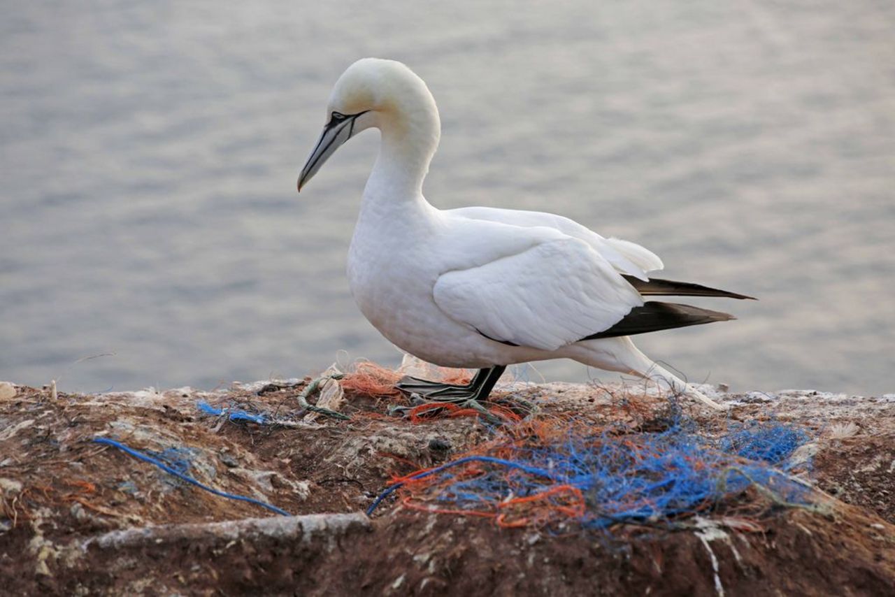 Basstölpel auf Helgoland bauen ihre Nester oft aus Plastikmüll aus dem Meer