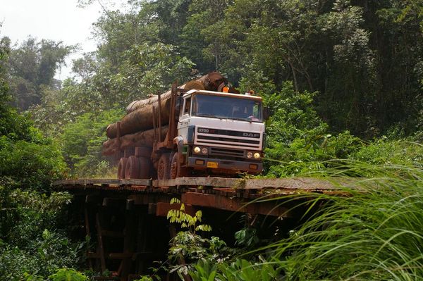 Ein holztransportierender LKW im tropischen Wald beim Überfahren einer Holzbrücke.