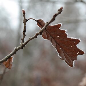 Eichenblatt mit Herbstfärbung und Eiskristallen