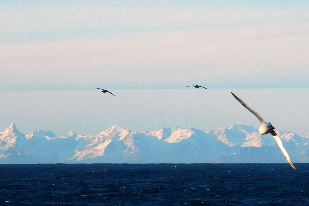 Die ostgrönländische Küste kommt als schnee- und eisbedeckte Bergkette in Sicht.
