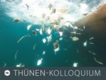 Foto zum Thünen-Kolloquium: Unterwasserbild von Plattfischen, die als unerwünschter Beifang über Bord gekippt werden. 