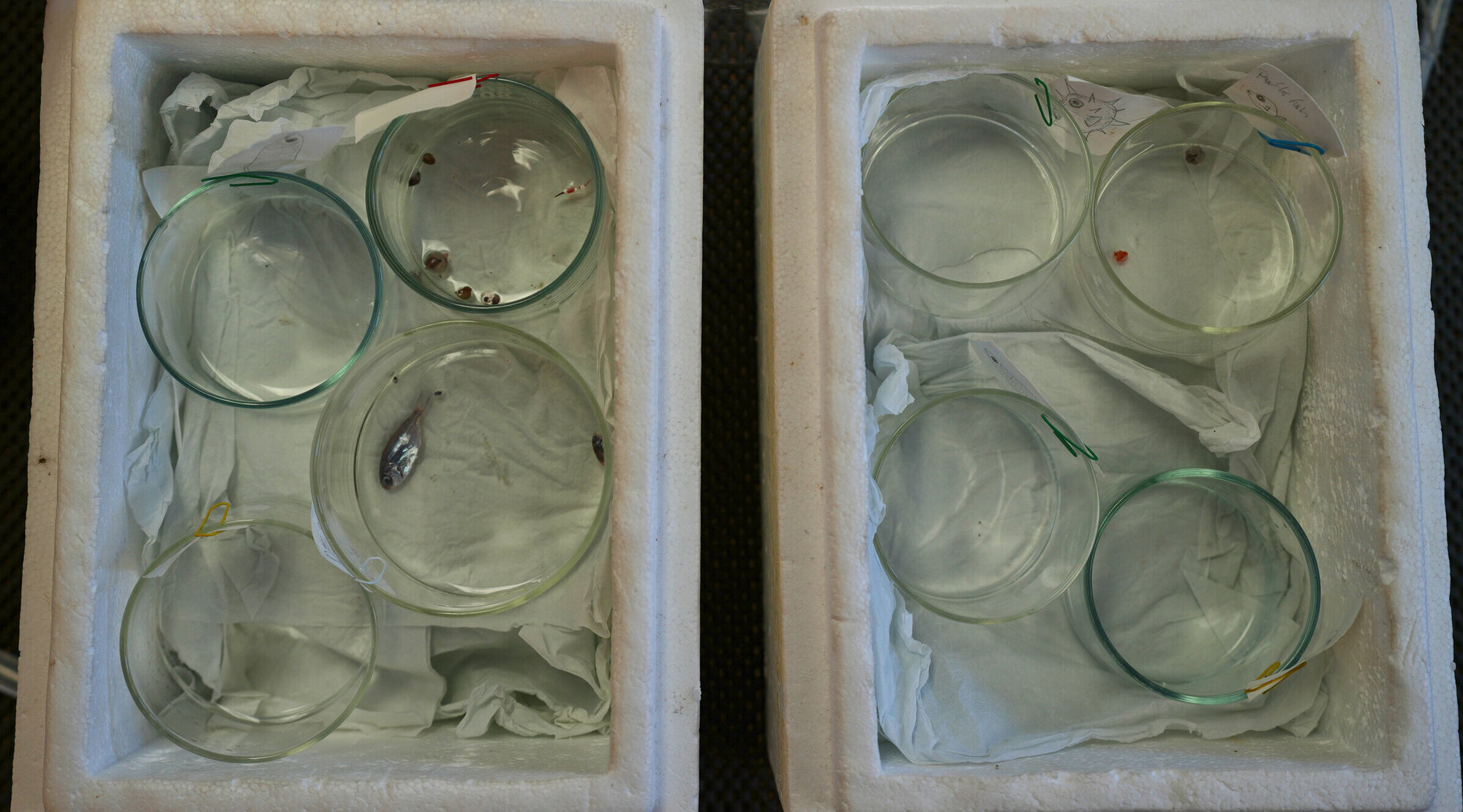 Petrischalen mit sortierten Proben in Boxen.