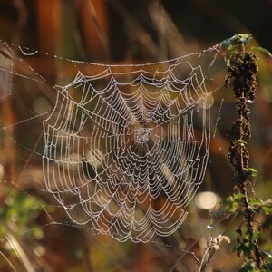 Aufnahme eine Spinnenetzes mit Tautropfen.