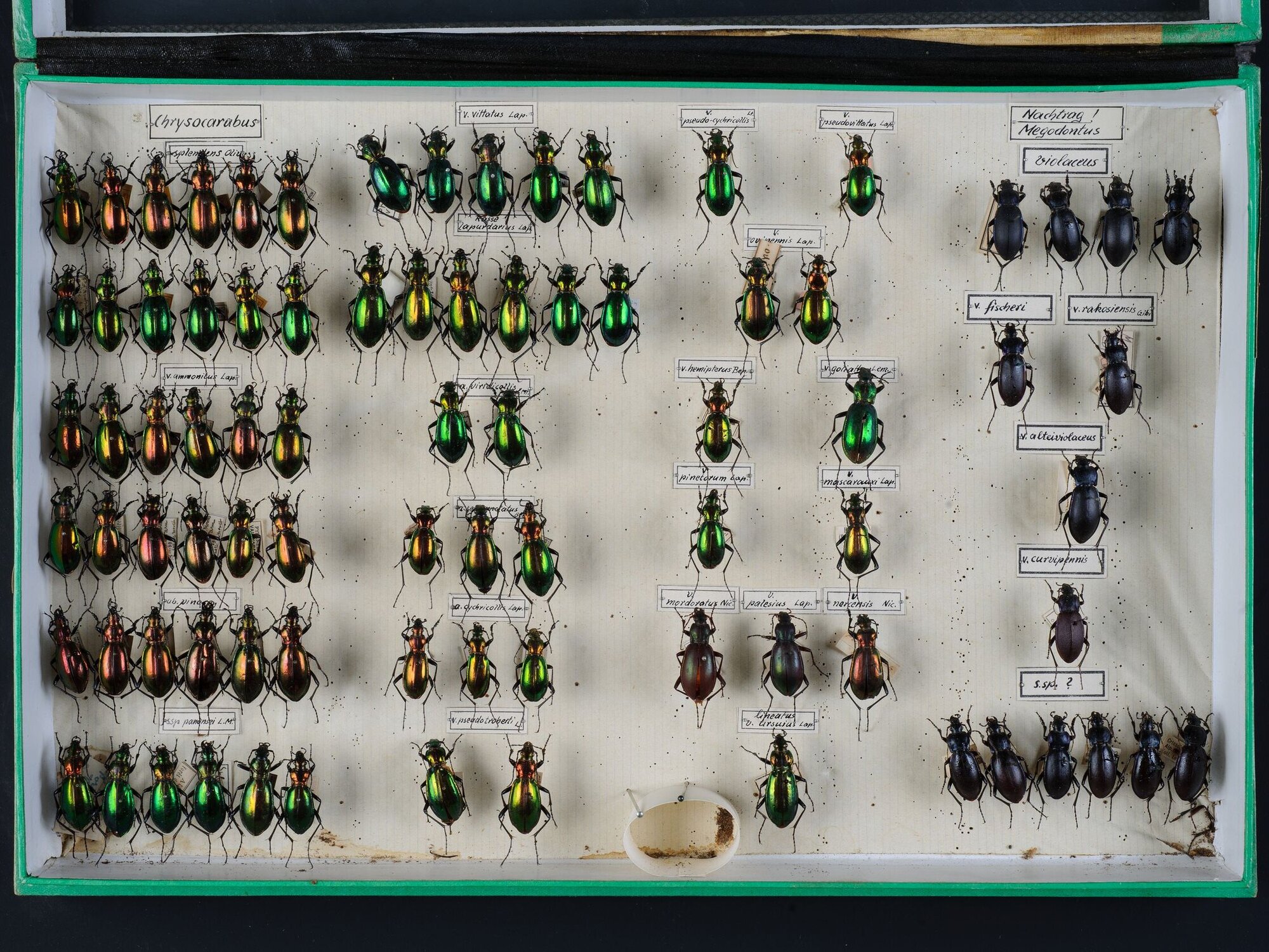 In einer Box sind verschiedene Laufkäfer aufgesteckt und mit lateinischen Namen bezeichnet.