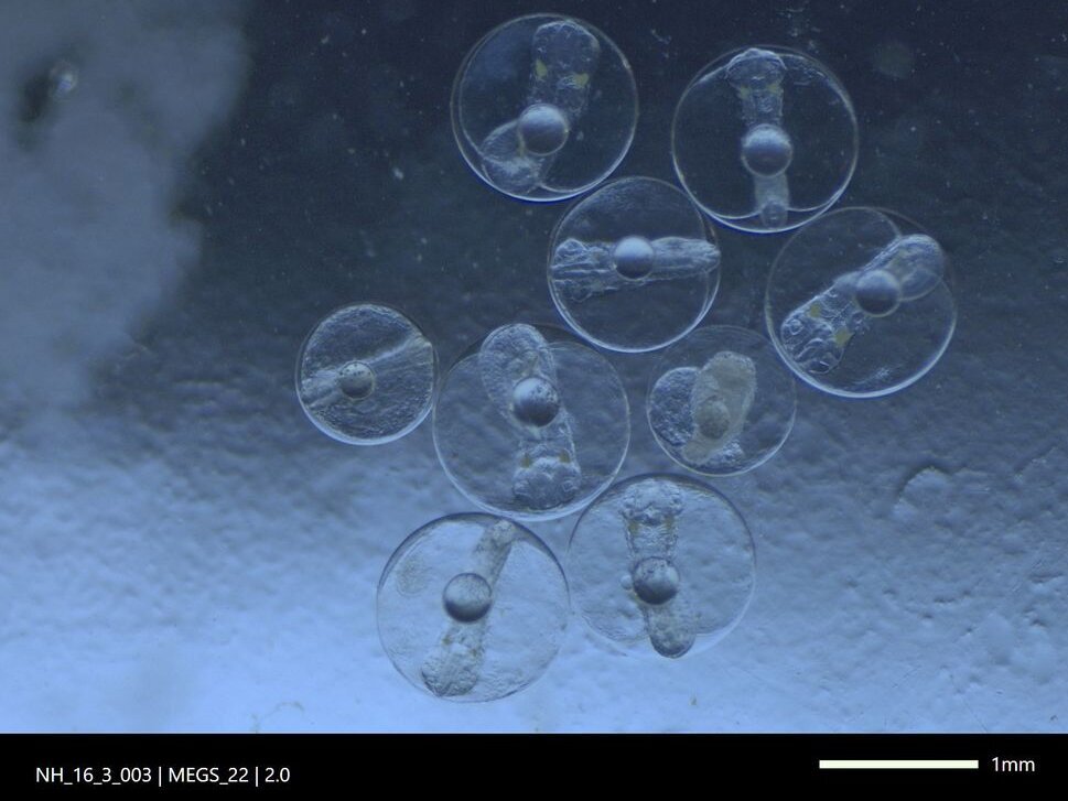 Mikroskopaufnahme von Fischeiern