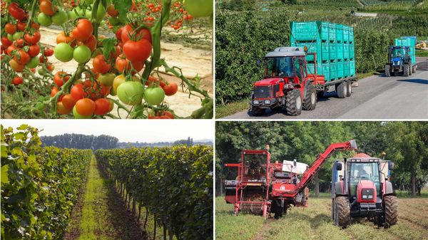 Collage aus 4 Fotos: Tomatenanbau, Apfelanlieferung, Weinanbau, Tomatenernte