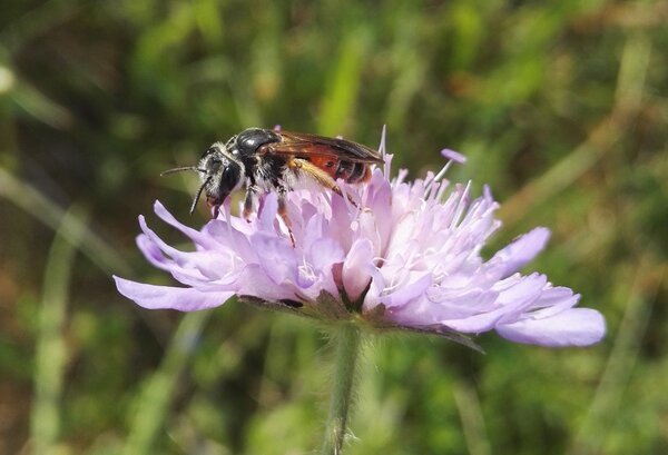 Andrena hattorfiana