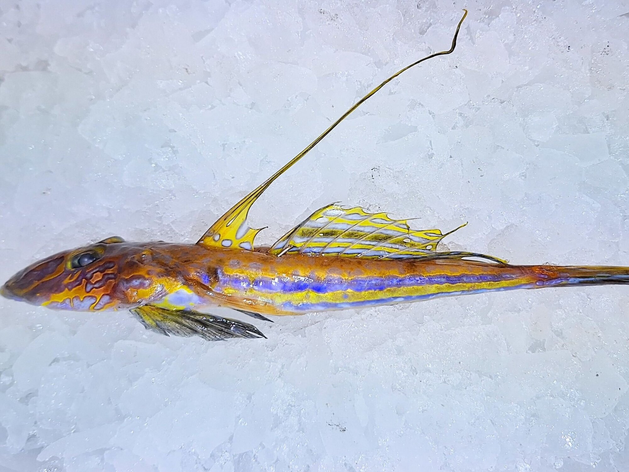 Gestreifter Leierfisch - ein Männchen mit bunter Zeichnung