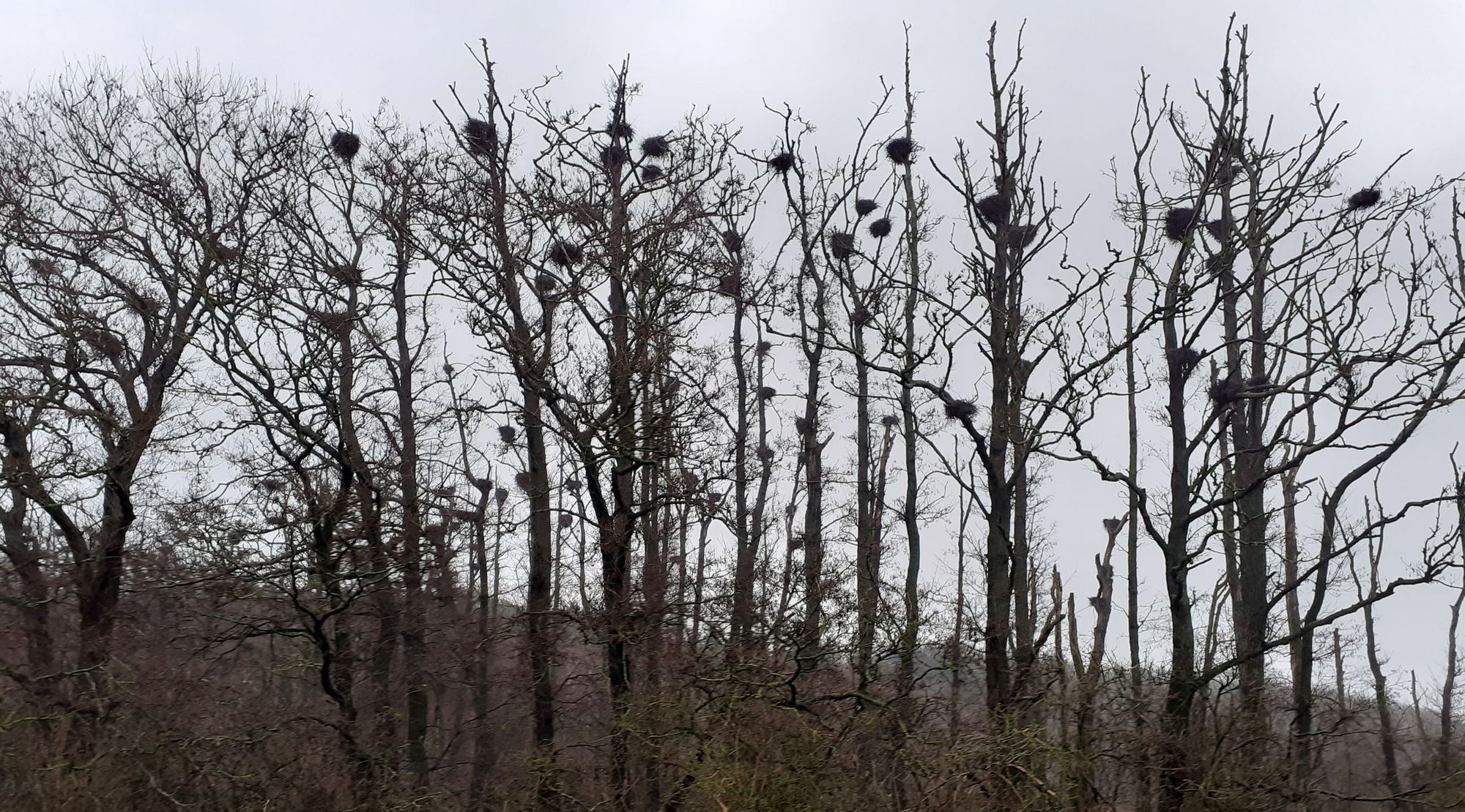 Baumreihe mit Kormorannestern an einem trüben Tag, im Hintergrund Wald