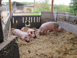 Umwelt- und tiergerechte Schweineausläufe