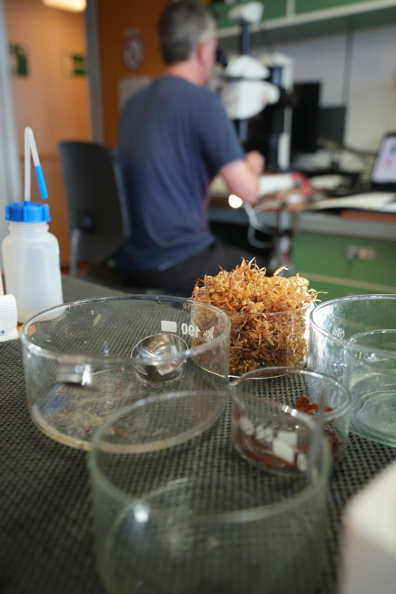 Glasschalen mit Proben der Sargassum-Alge.