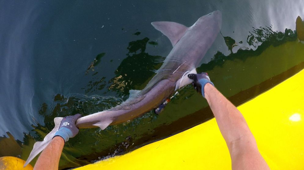 Nach einer kurzen Erhebung biologischer Daten und der Markierung des Hais mit einem Satellitensender und einem Spaghetti-Tag an Bord entlässt Dr. Matthias Schaber ein größeres Hundshai-Weibchen in die Nordsee. 
