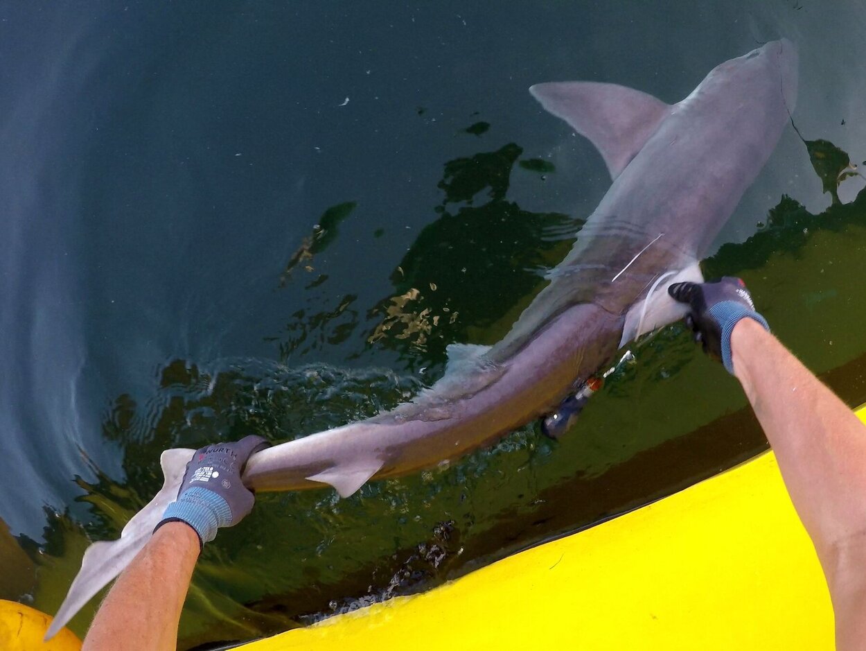 release of a tagged tope shark After a brief sampling of biological data and after fitting a satellite tag and a spaghetti-tag, Dr Matthias Schaber releases a big female tope shark into the North Sea.