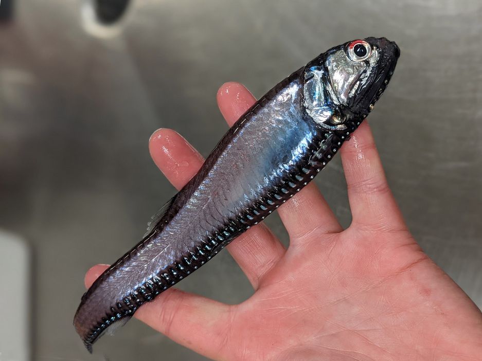 Silberner Leuchtfisch (Phosichthys argenteus) in der Hand einer forschenden Person.