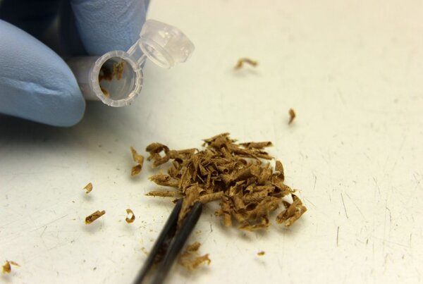 Holzspäne werden für die genetische Untersuchung vorbereitet Holzspäne werden mit einer Pinzette in ein Pobengefäß gefüllt