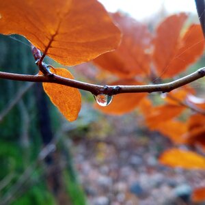Zweig mit Buchenblättern in Herbstfärbung mit Regentropfen.