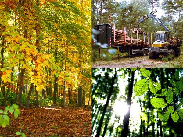 A collage shows a picture of an autumn forest, a timber truck being loaded and a view of the treetops against the sun.