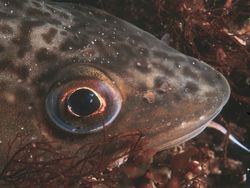 Can the Western Baltic cod still be saved?