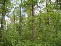 View of a light oak forest with dense natural regeneration and species-rich undergrowth.
