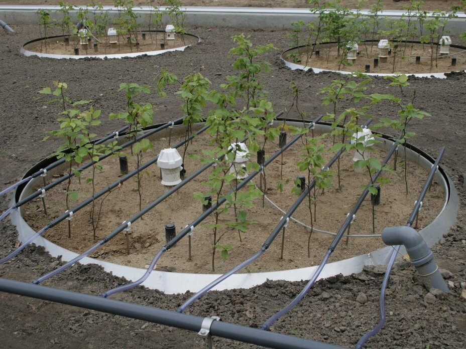 The young trees in the lysimeters can be supplied with water in a controlled manner using drip irrigation