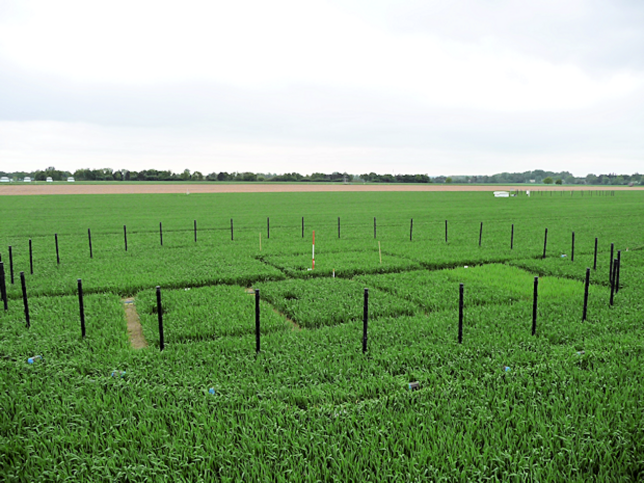 Anbau von Winterweizen unter erhöhter atmosphärischer CO2-Konzentration und unterschiedlicher Stickstoffdüngung
