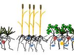 Abstract drawing of plants, their roots and nutrients in the soil
