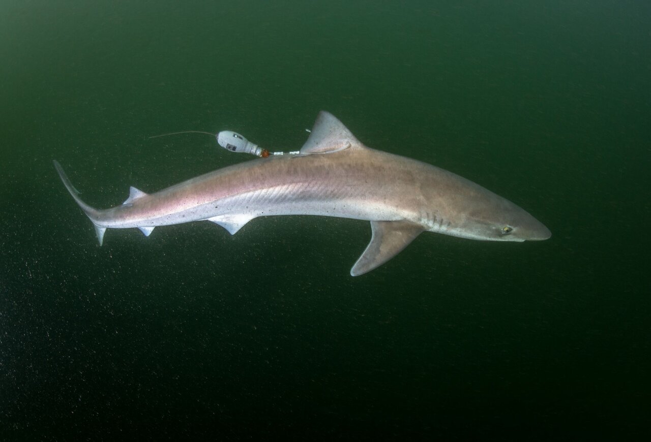 Hundshai mit Satellitensender