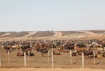 Some feedlots in the US have a capacity of more than 100.000 cattle. Most of them are using growth promoters like hormones and beta-agonists.