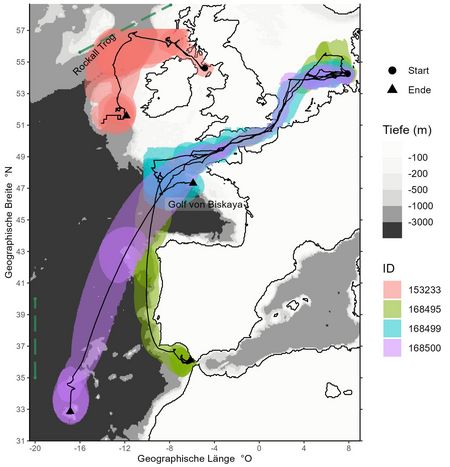 Karte mit den modellierten Wanderrouten von vier Hundshaien. Drei wurden in der Nordsee markiert und schwammen bis in die Biskaya beziehungsweise in den Ostatlantik, einer in Schottland, der bis südwestlich von Irland schwamm.