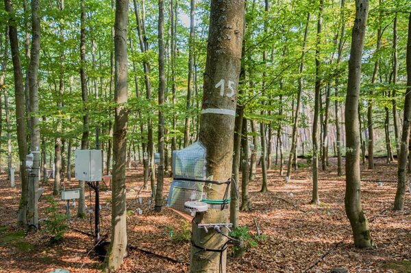 Saftflussmesser an einer jungen Buche 