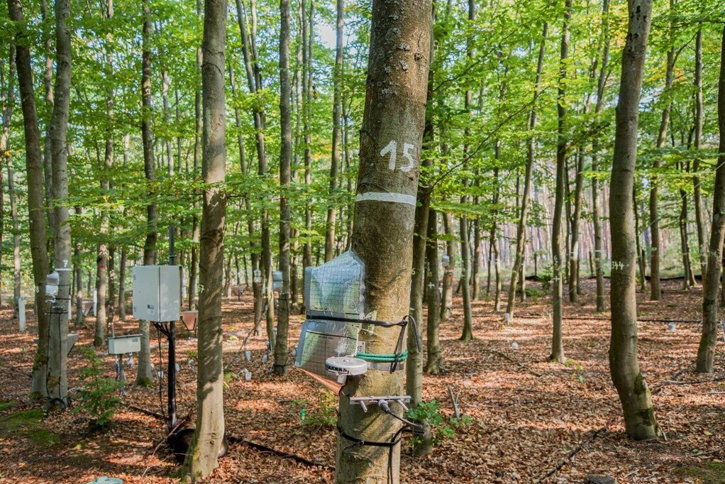 Verschiedene Messeinrichtungen in einem jungen Buchenbestand Verschiedene Messeinrichtungen in einem jungen Buchenbestand.