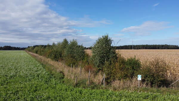 Hedges protect the soil from erosion and provide habitat for birds and insects.
