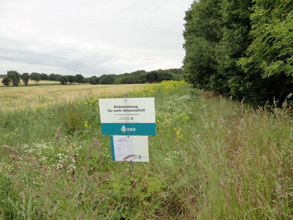 Wildflower strips for biodiversity