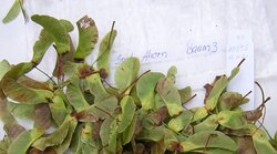 Beurteilung Spitz-Ahorn