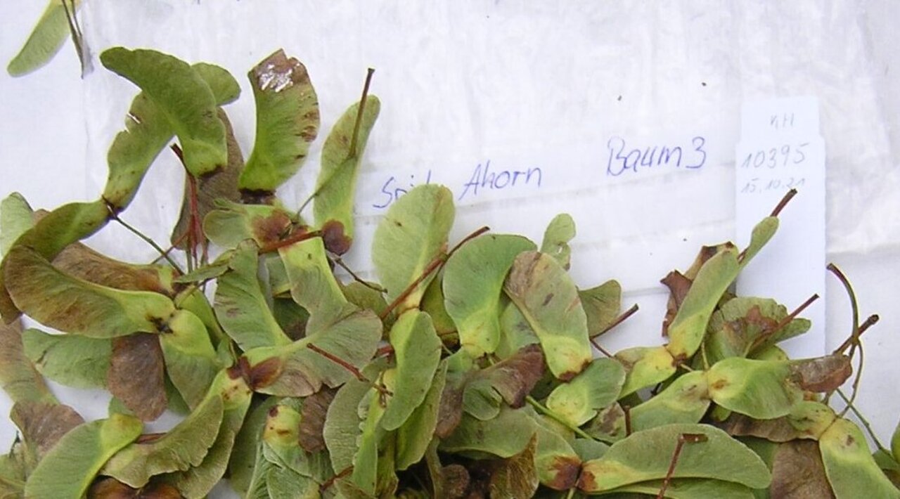 Saatgut vom SpitzAhorn