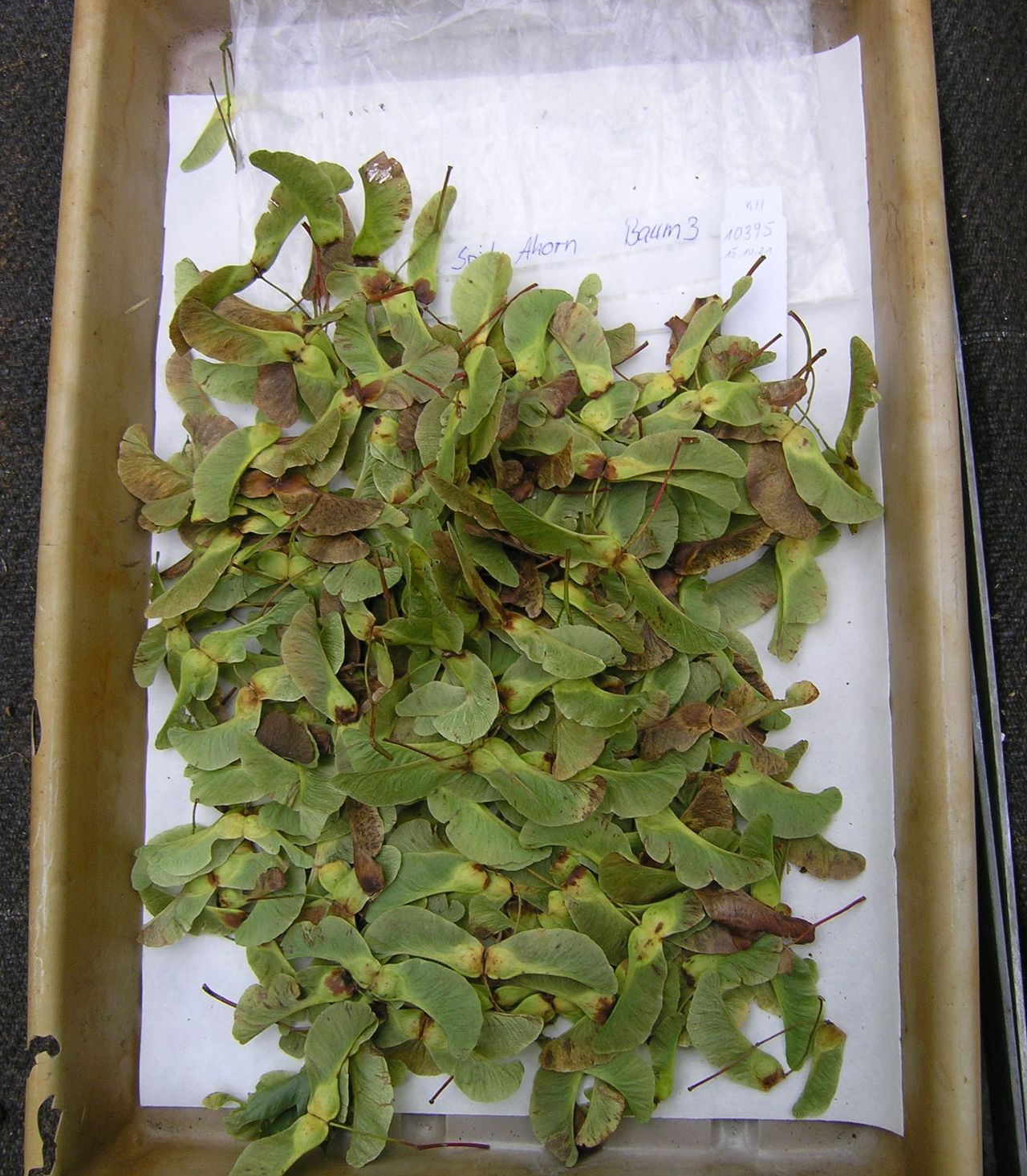 Seed sample of Norway maple