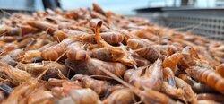 Innovation Programme for Brown Shrimp Fisheries