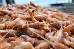 Innovationsprogramm Krabbenfischerei SH