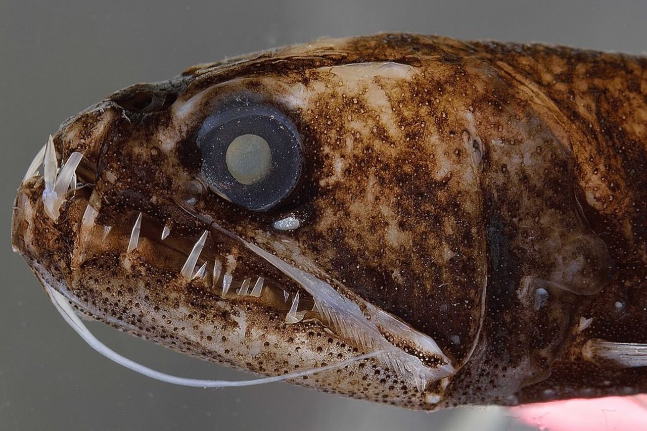 Astronesthes richardsoni