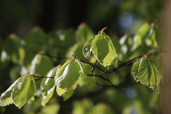Junge Buchenbklätter im Sonnenlicht. Junge Buchenbklätter im Sonnenlicht.