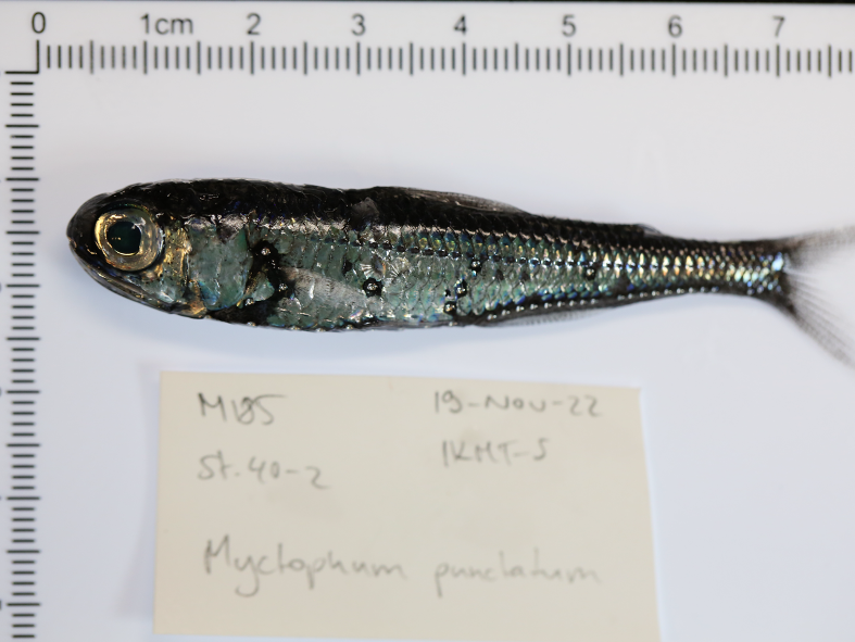 Ein Laternenfisch der Art Myctophum punctatum. 