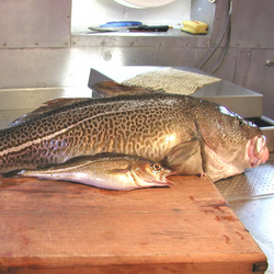 Reproductive biology of the cod