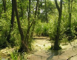 Auswahl der Monitoringflächen